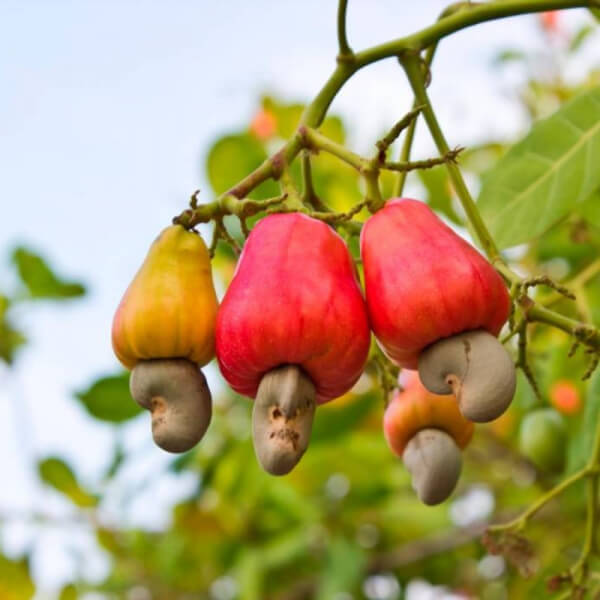 Marañon - Anacardium occidentalis - Imagen 4