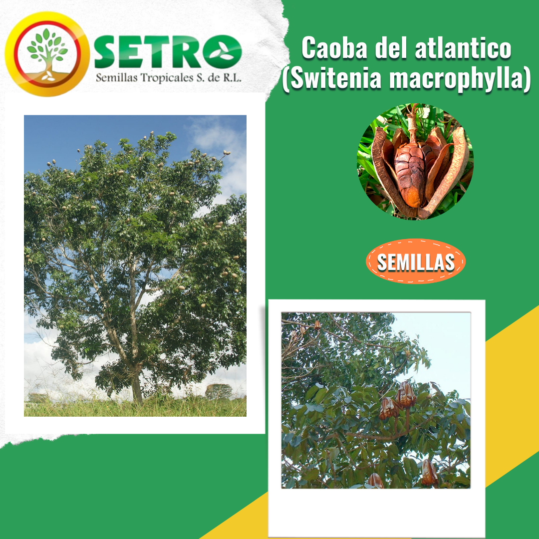 Caoba del atlantico - Switenia macrophylla - SEMILLAS TROPICALES S.A ...