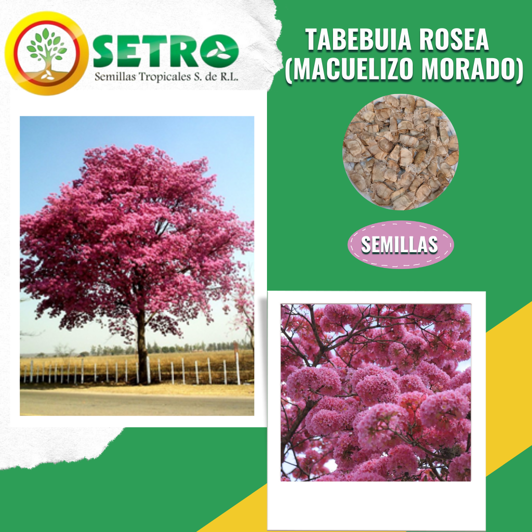 Macuelizo morado - Tabebuia rosea - SEMILLAS TROPICALES S.A - TREE ...
