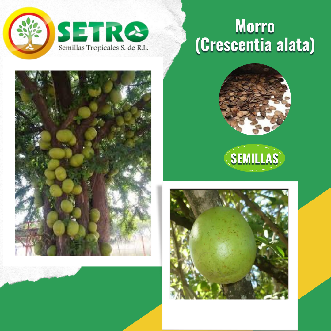 Morro - Crescentia alata - SEMILLAS TROPICALES S.A - TREE SEEDS FOR SALE