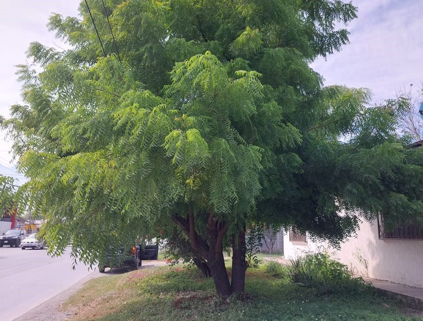 Neem - Azadirachta indica - Imagen 3