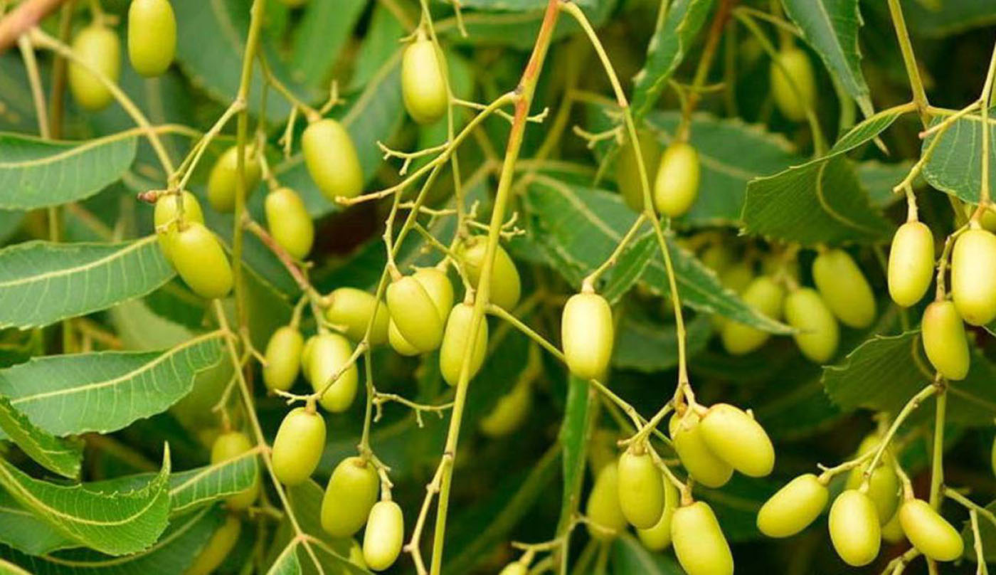 Neem - Azadirachta indica - SEMILLAS TROPICALES S.A - TREE SEEDS FOR SALE