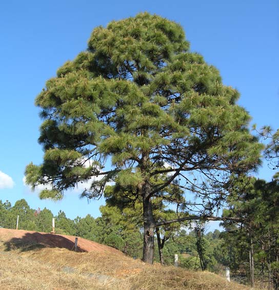 Pino ocarpa - Pinus oocarpa - Imagen 3