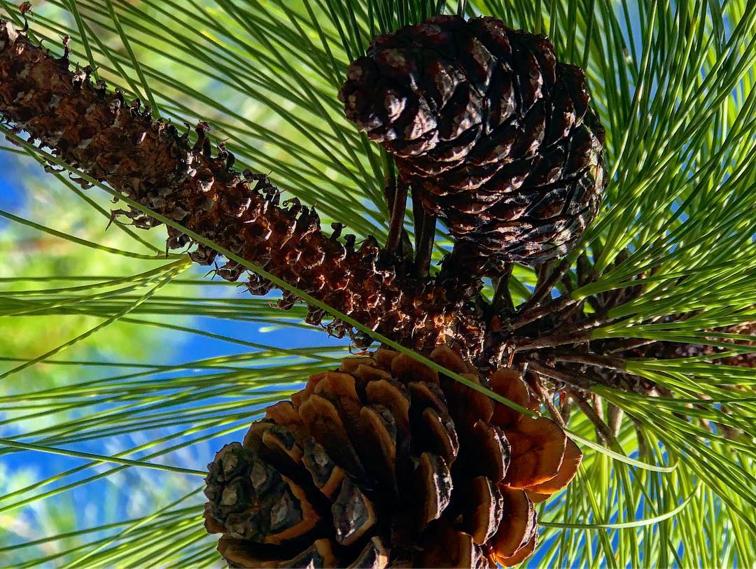 Pino ocarpa - Pinus oocarpa - Imagen 4