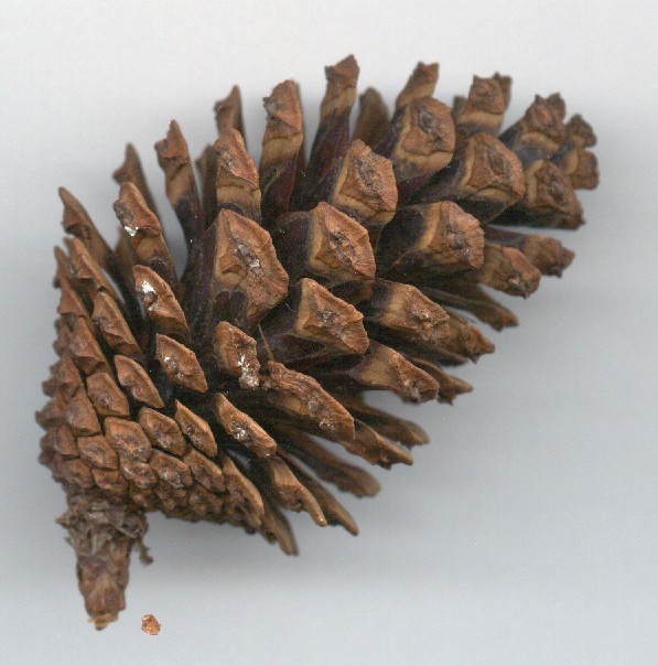 Pino pinabete - Pinus maximinoii - Imagen 4
